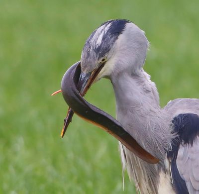 Blauwe Reiger - Grey Heron