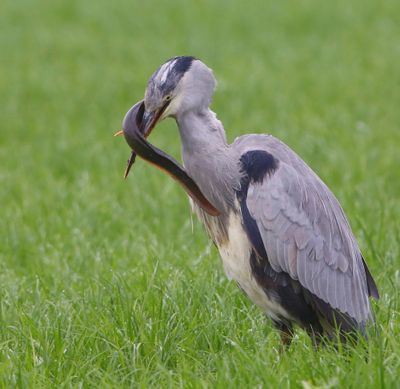 Blauwe Reiger - Grey Heron
