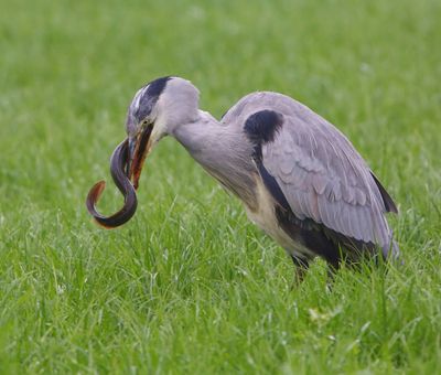 Blauwe Reiger - Grey Heron