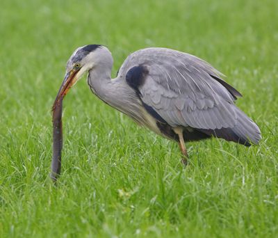 Blauwe Reiger - Grey Heron