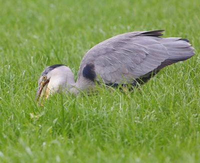Blauwe Reiger - Grey Heron