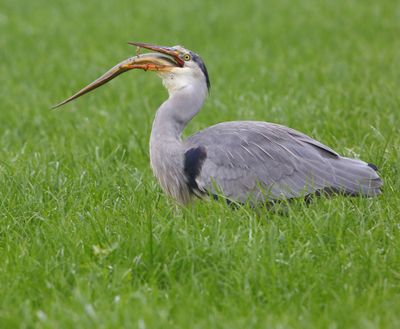 Blauwe Reiger - Grey Heron