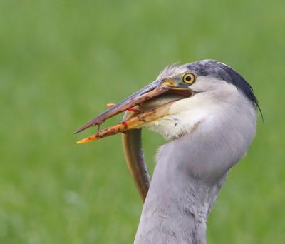 Blauwe Reiger - Grey Heron