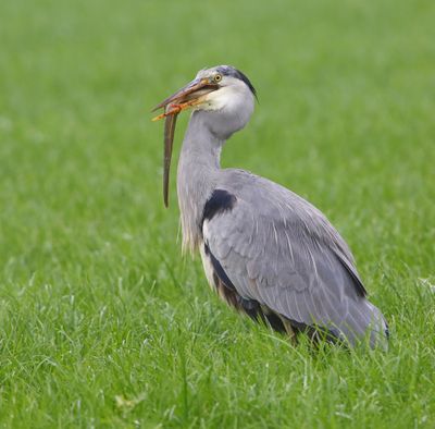 Blauwe Reiger - Grey Heron