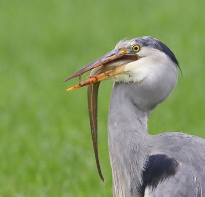 Blauwe Reiger - Grey Heron