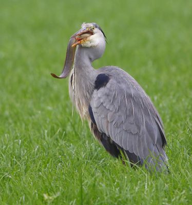 Blauwe Reiger - Grey Heron