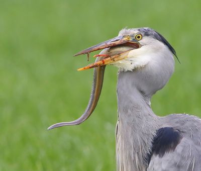 Blauwe Reiger - Grey Heron