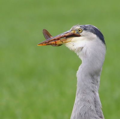 Blauwe Reiger - Grey Heron