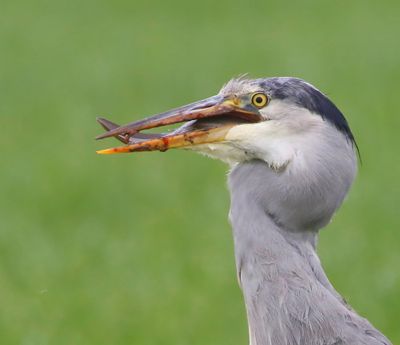 Blauwe Reiger - Grey Heron