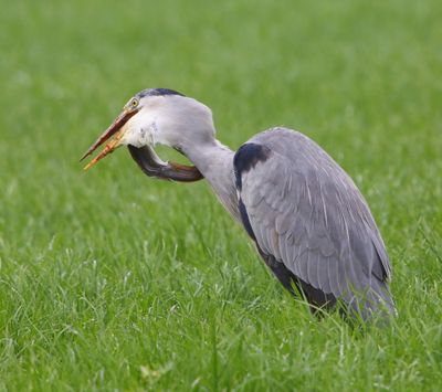 Blauwe Reiger - Grey Heron