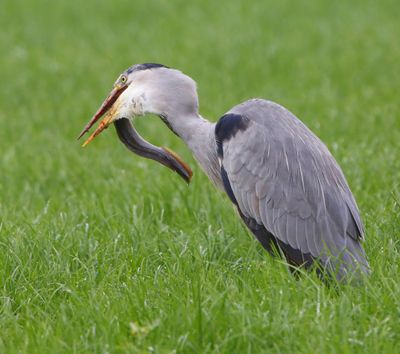 Blauwe Reiger - Grey Heron