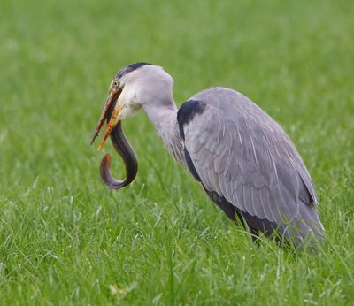Blauwe Reiger - Grey Heron