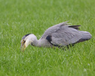 Blauwe Reiger - Grey Heron