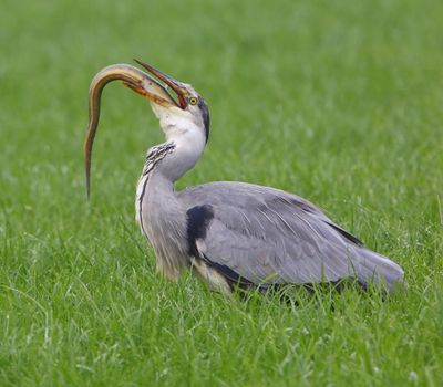 Blauwe Reiger - Grey Heron