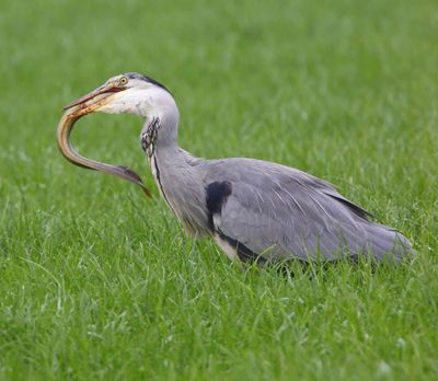 Blauwe Reiger - Grey Heron