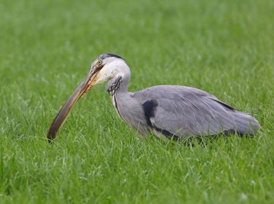 Blauwe Reiger - Grey Heron