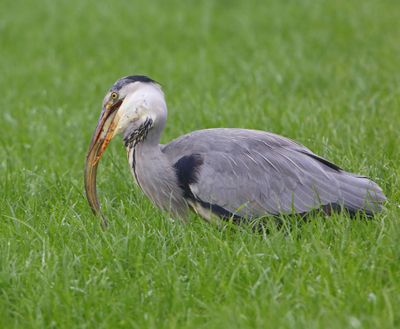 Blauwe Reiger - Grey Heron