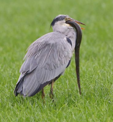 Blauwe Reiger - Grey Heron