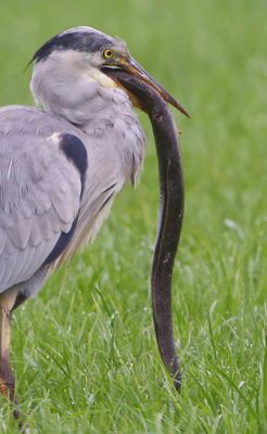 Blauwe Reiger - Grey Heron