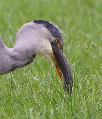 Blauwe Reiger - Grey Heron