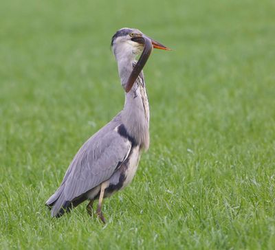 Blauwe Reiger - Grey Heron