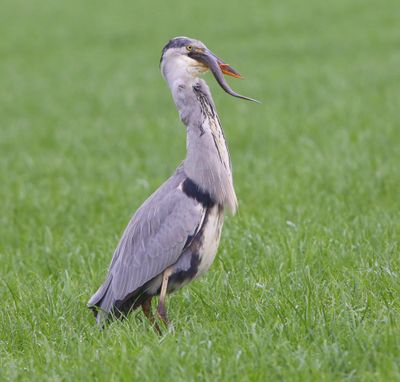 Blauwe Reiger - Grey Heron