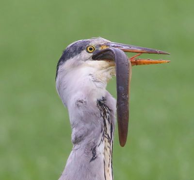 Blauwe Reiger - Grey Heron