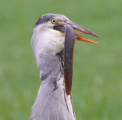 Blauwe Reiger - Grey Heron
