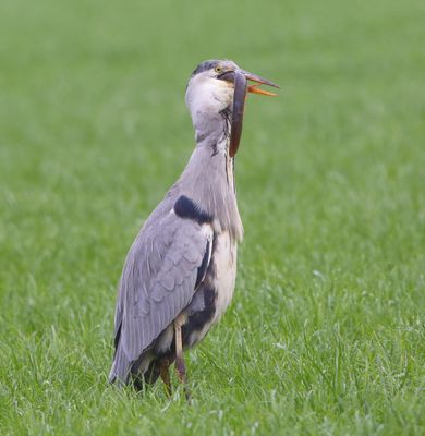Blauwe Reiger - Grey Heron