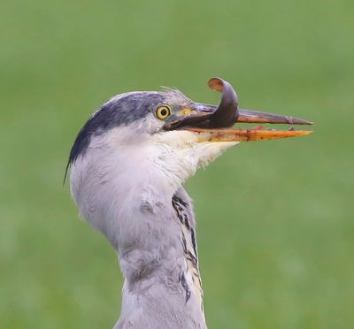 Blauwe Reiger - Grey Heron