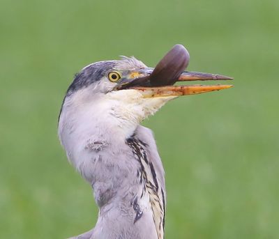 Blauwe Reiger - Grey Heron