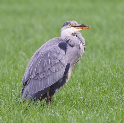 Blauwe Reiger - Grey Heron