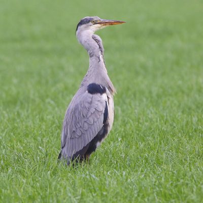 Blauwe Reiger - Grey Heron