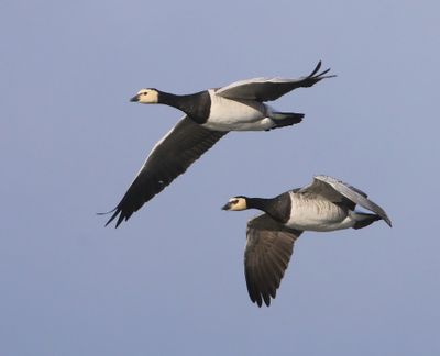Brandganzen - Barnacle Geese