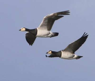 Brandganzen - Barnacle Geese
