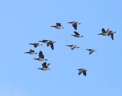 Brandganzen - Barnacle Geese