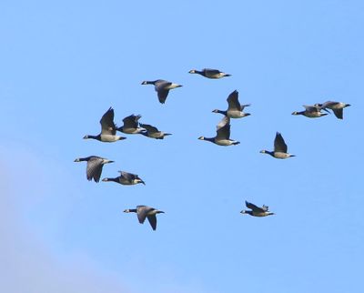 Brandganzen - Barnacle Geese