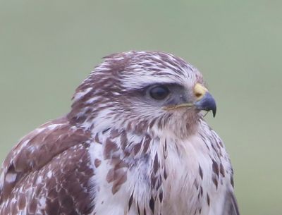 Buizerd - Common Buzzard