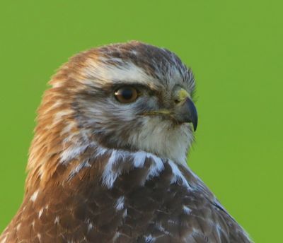 Buizerd - Common Buzzard