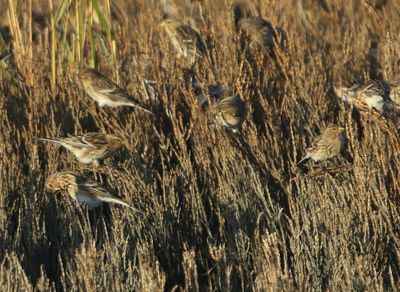 Fraters - Twites