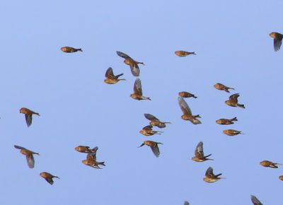 Fraters - Twites