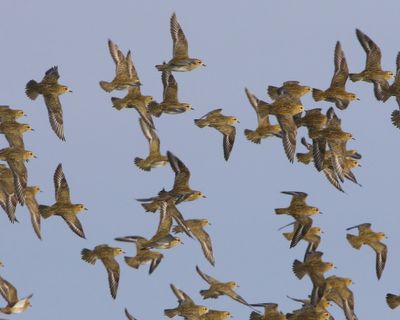 Goudplevieren - European Golden Plovers