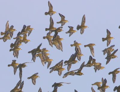 Goudplevieren - European Golden Plovers