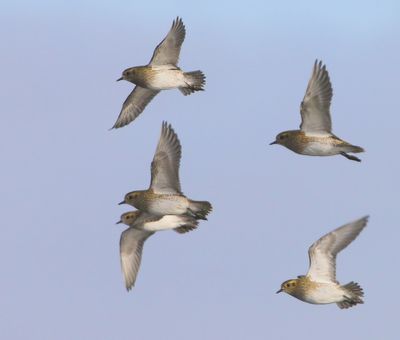 Goudplevieren - European Golden Plovers