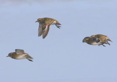 Goudplevieren - European Golden Plovers