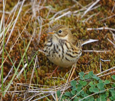 Graspieper - Meadow Pipit