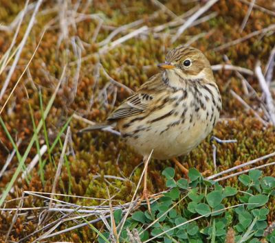 Graspieper - Meadow Pipit