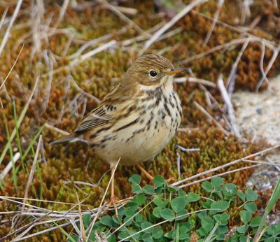 Graspieper - Meadow Pipit