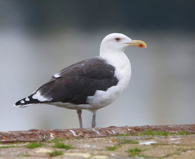 Grote Mantelmeeuw - Great Black-backed Gull