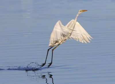 Grote Zilverreiger - Great Egret
